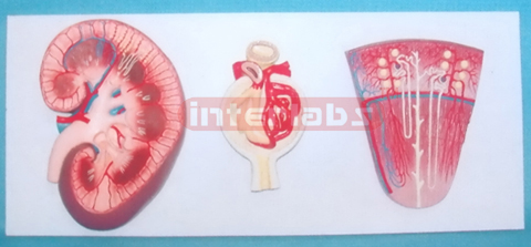 HUMAN KIDNEY NEPHRON GLUMERULUS 3 TIMES 120 TIMES AND 700 TIMES RESPECTIVELY